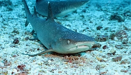 Sipadan_2015_Requin corail ou Aileron blanc du lagon_Triaenodon obesus_IMG_2353_rc